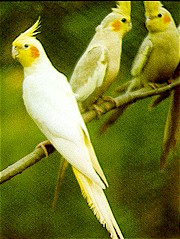 Cockatiels