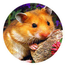 hamster