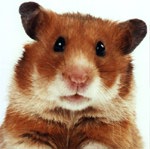 hamster