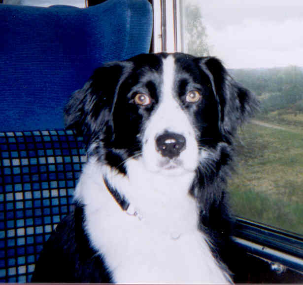 CHASE SHEEP? NO WAY I'M GETTING THE TRAIN HOME