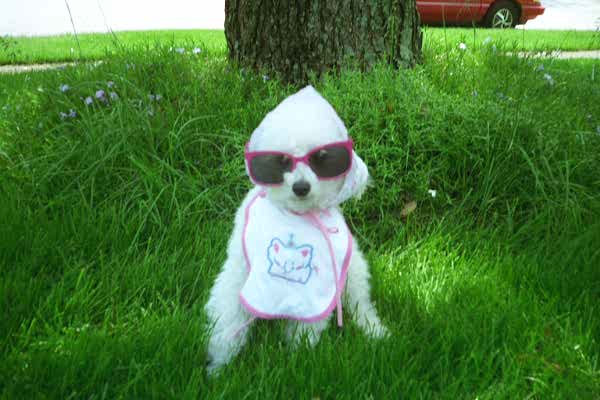 The Hippest dog on the block