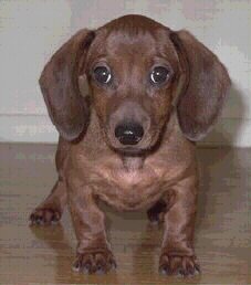 Am I ardorable or what?