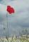 Red Poppy