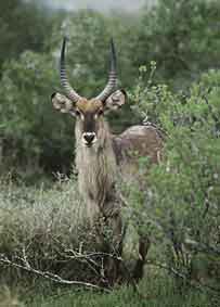 Male Waterbuck