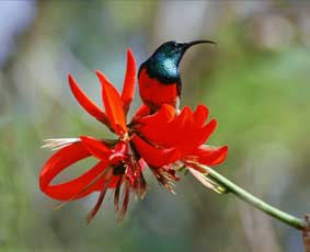 Greater Double Collared Sunbird