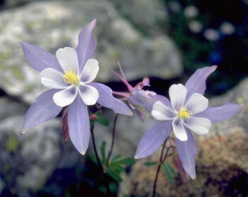 The state flower
of Colorado