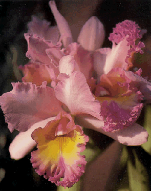 orchid