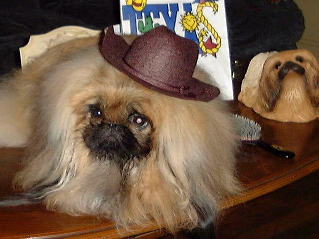 Con-Dar's Lucky Lion Prince