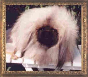 Con-Dar's Wooley Bear