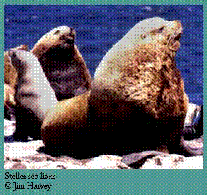 otariidae-seals and sealions