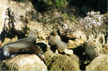 otariidae-seals and sealions