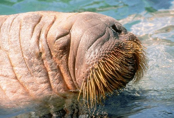 odobenidae-walrus