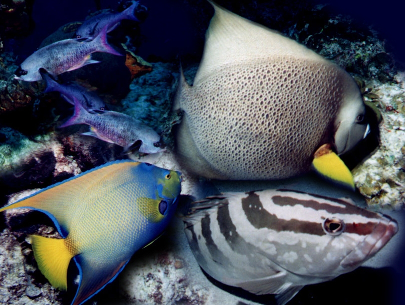 fishcollagewallpaper