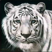 White Tiger WebRing