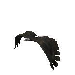 Eagle_2