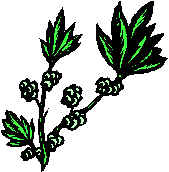 WB01434_.gif (237 bytes)