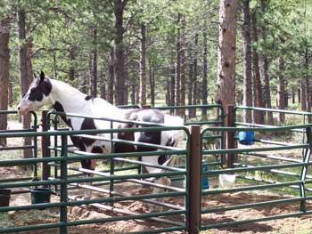 Horse Pens