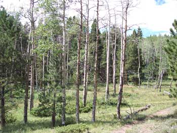 Aspens