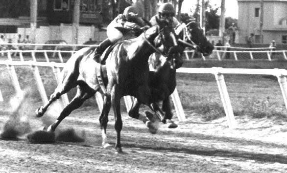 Jumbo Jet y Mount Vernon,curvita del figureo,Hipodromo Perla Antillana a�o 1976,dedicada a Moises Alou B.