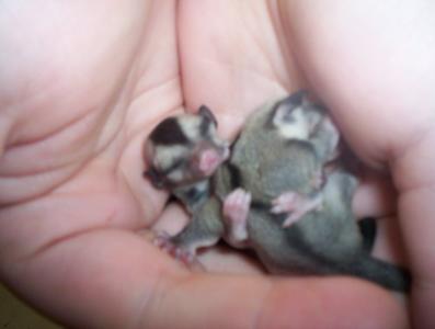 baby gliders