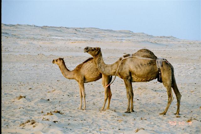  Camels in the middle of nowhere 
