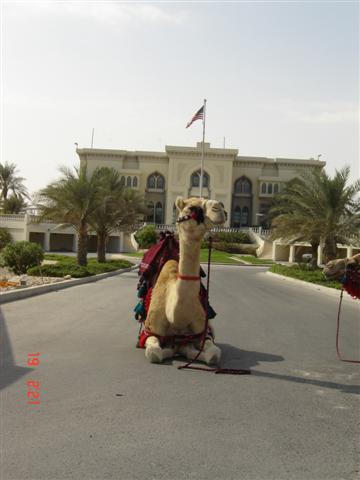  A Camel in front of U.S. Embassy 