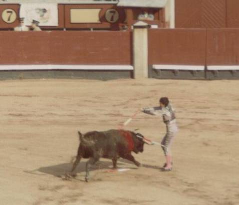  Bull Fight 