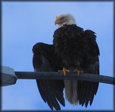 Bald Eagle