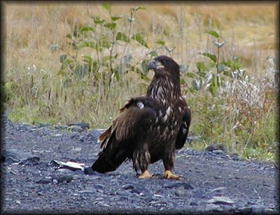 female eagle