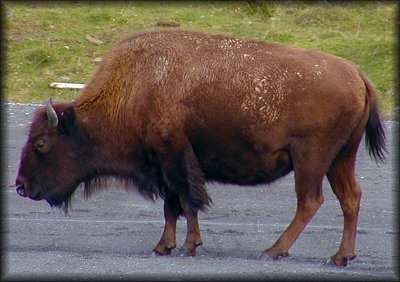Buffalo