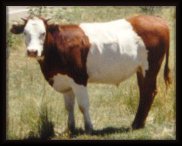 2 toned cow