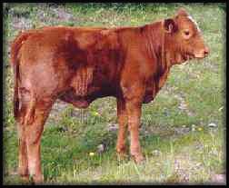 calf