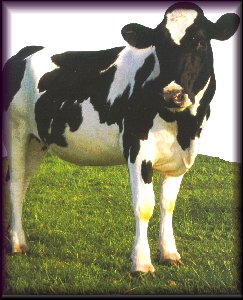 cow