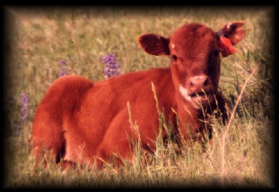calf in flowers