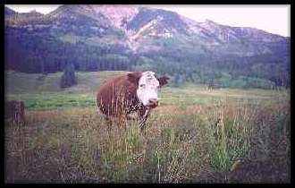 Mountain cow