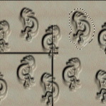 lassoing another koko