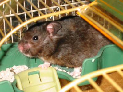 Stanizlav numero uno!