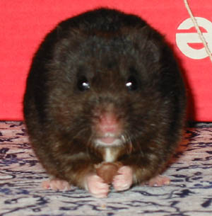 Stanizlav numero dos!