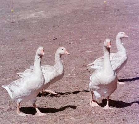 Buff Geese