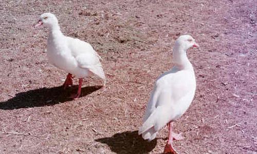 Egyptian (White) Pair
