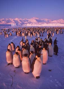Emperor penguins near Amundsen Harbour, Mevu.