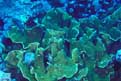 Hard coral.