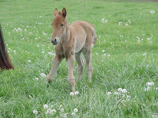 Another picture of the Fame Fillie!