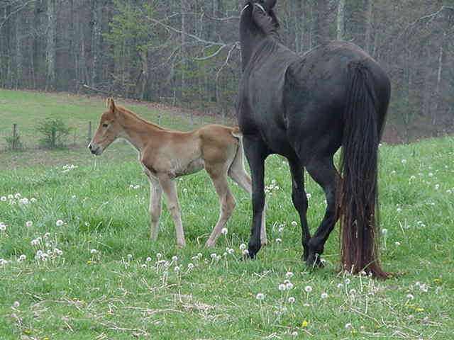 This is the Fame fillie!  She is going to have GREAT potential