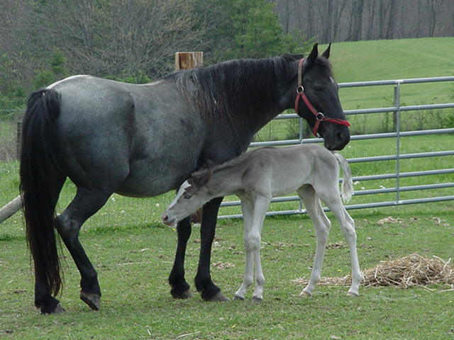 Here is a picture of the JFK Colt!  Here last JFK colt sold for $25,000