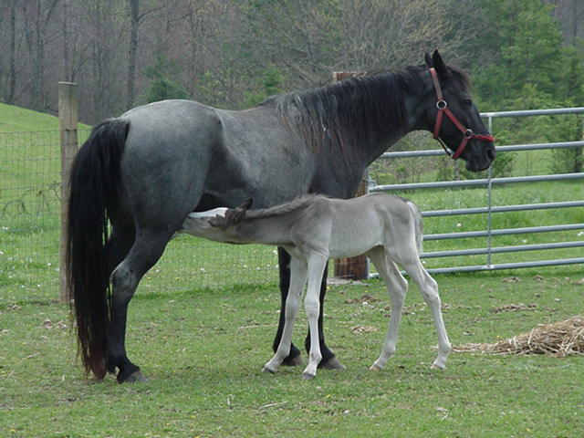 Another JFK colt picture!