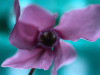 Purple_flower.jpg