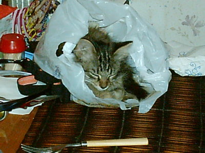 *~PimpDaddy in Da bag*~