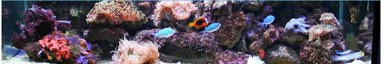 Marine Aquarium Banner