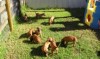 Pups Playing Outside